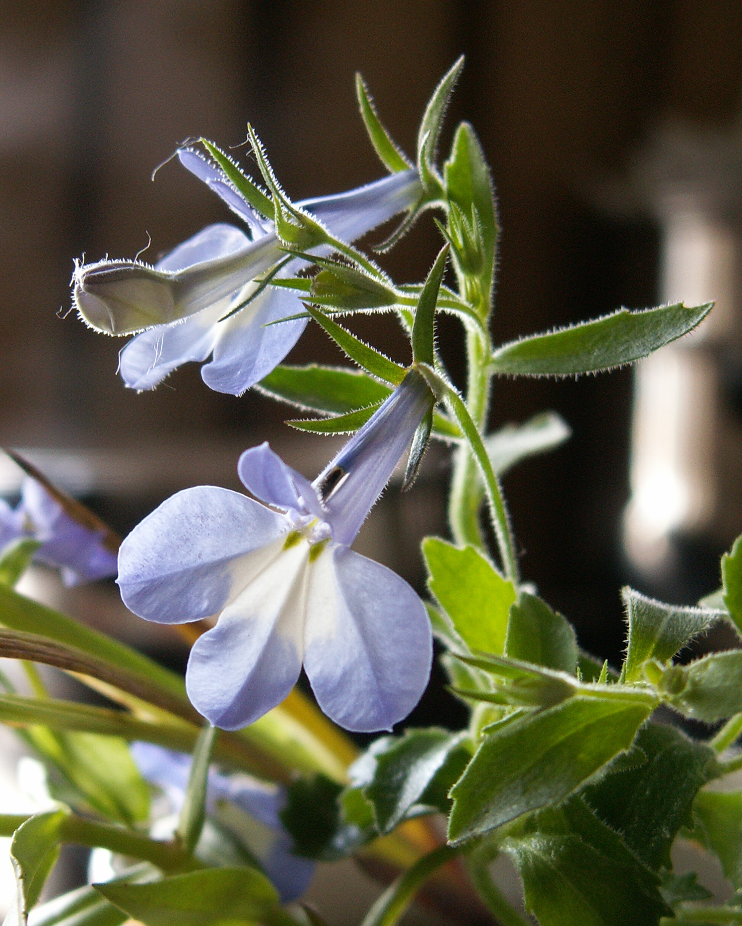 Lobelia erinus (door Han Beeuwkes)