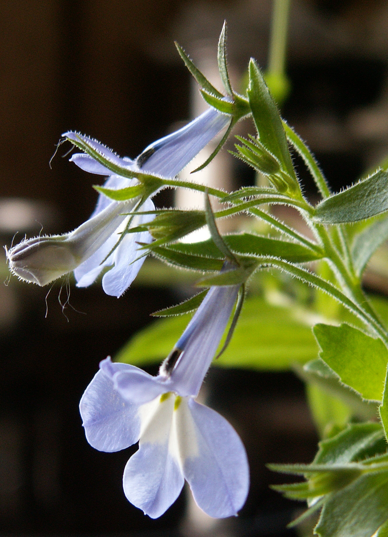 Lobelia erinus (door Han Beeuwkes)