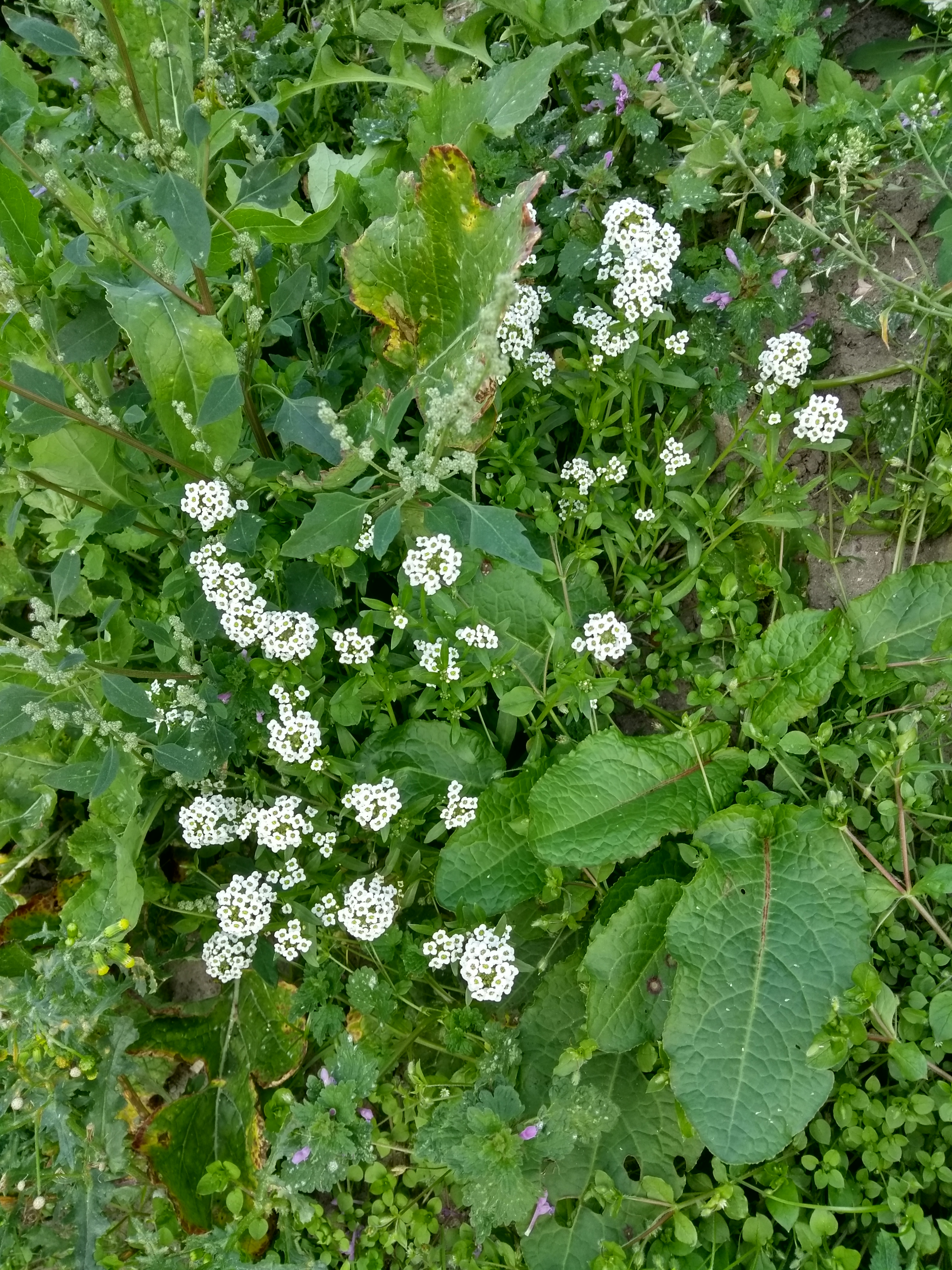 Lobularia maritima (door Niels Jeurink)