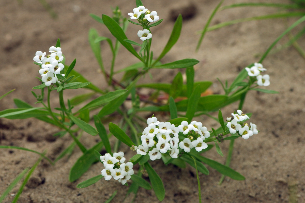 Lobularia maritima (door Hans Toetenel)