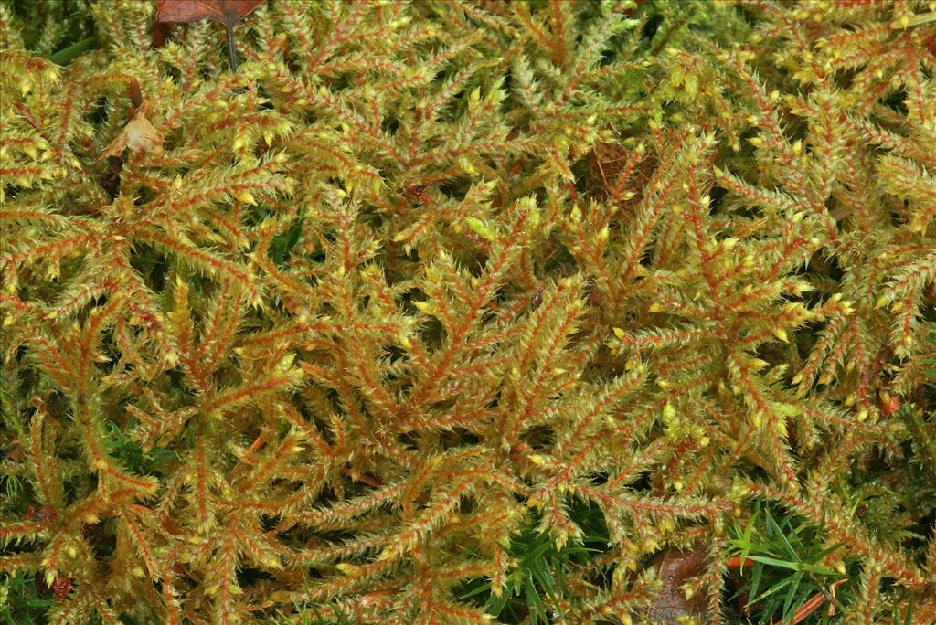 Loeskeobryum brevirostre (door Jan Kersten)