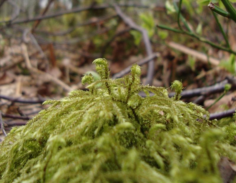 Loeskeobryum brevirostre (door Hans Wondergem)