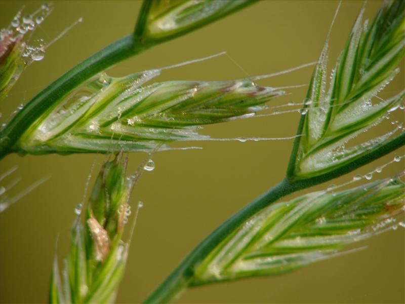 Lolium multiflorum (door Adrie van Heerden)