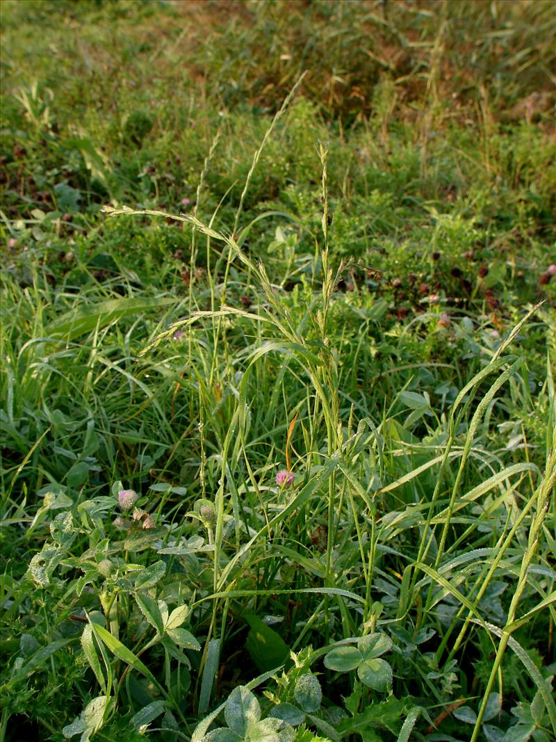 Lolium multiflorum (door Adrie van Heerden)