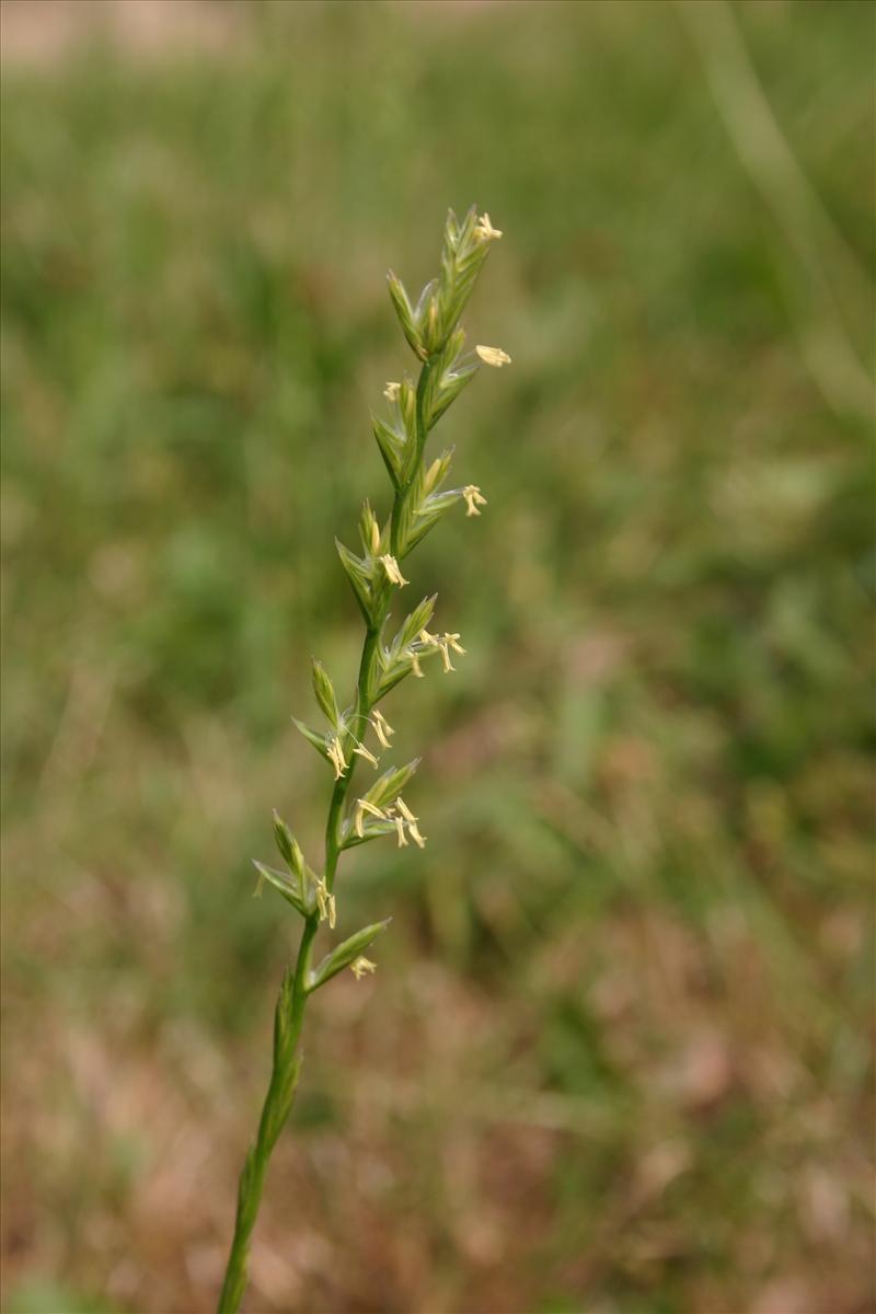 Lolium perenne (door Niels Jeurink)