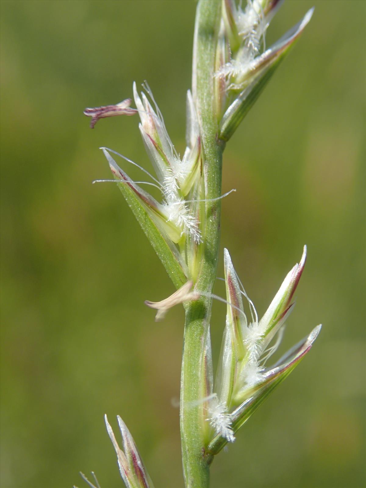 Lolium perenne (door Adrie van Heerden)