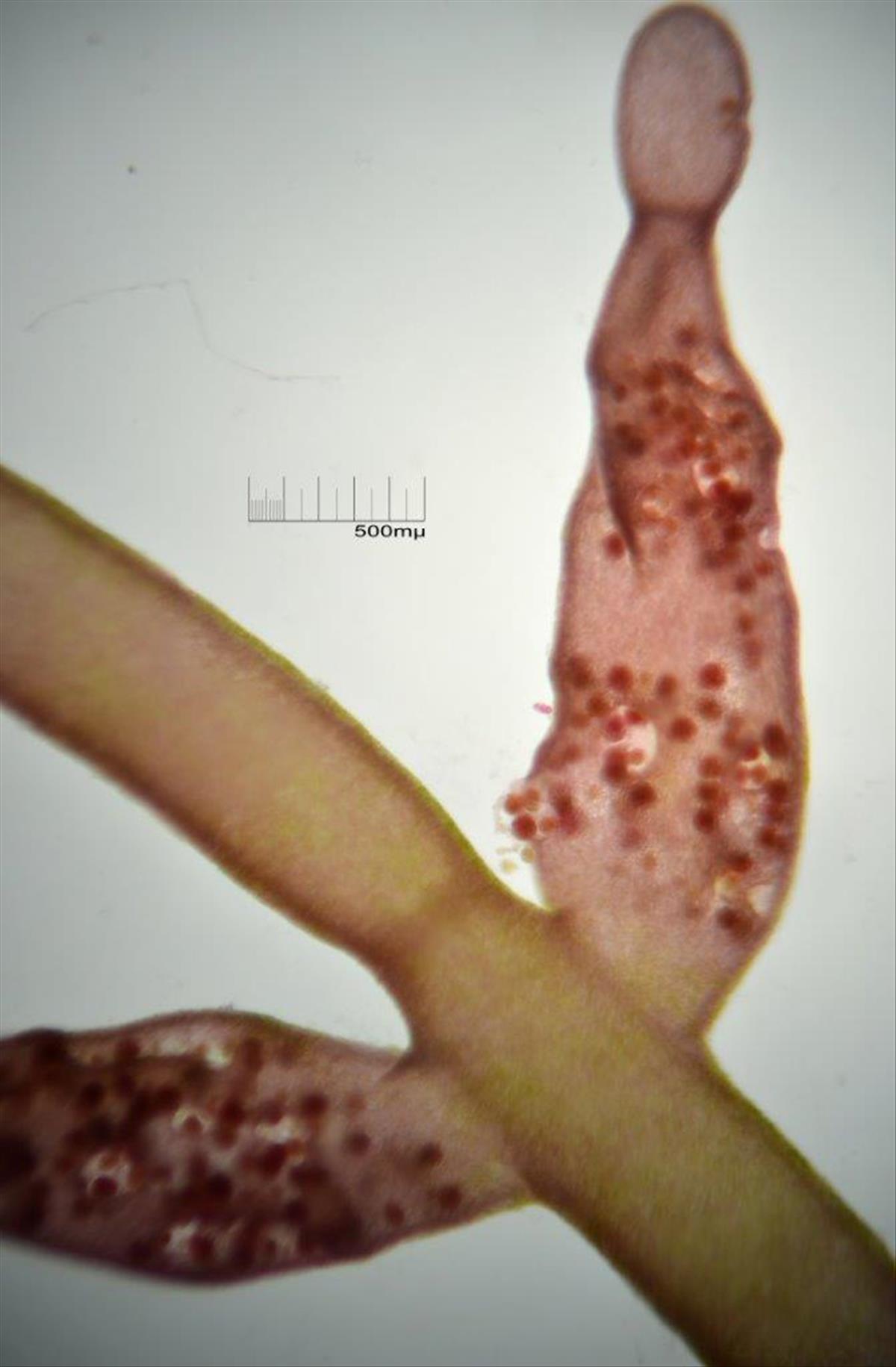 Lomentaria hakodatensis (door Mart Karremans)