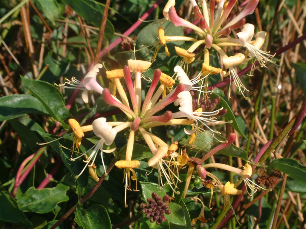 Lonicera periclymenum (door Adrie van Heerden)