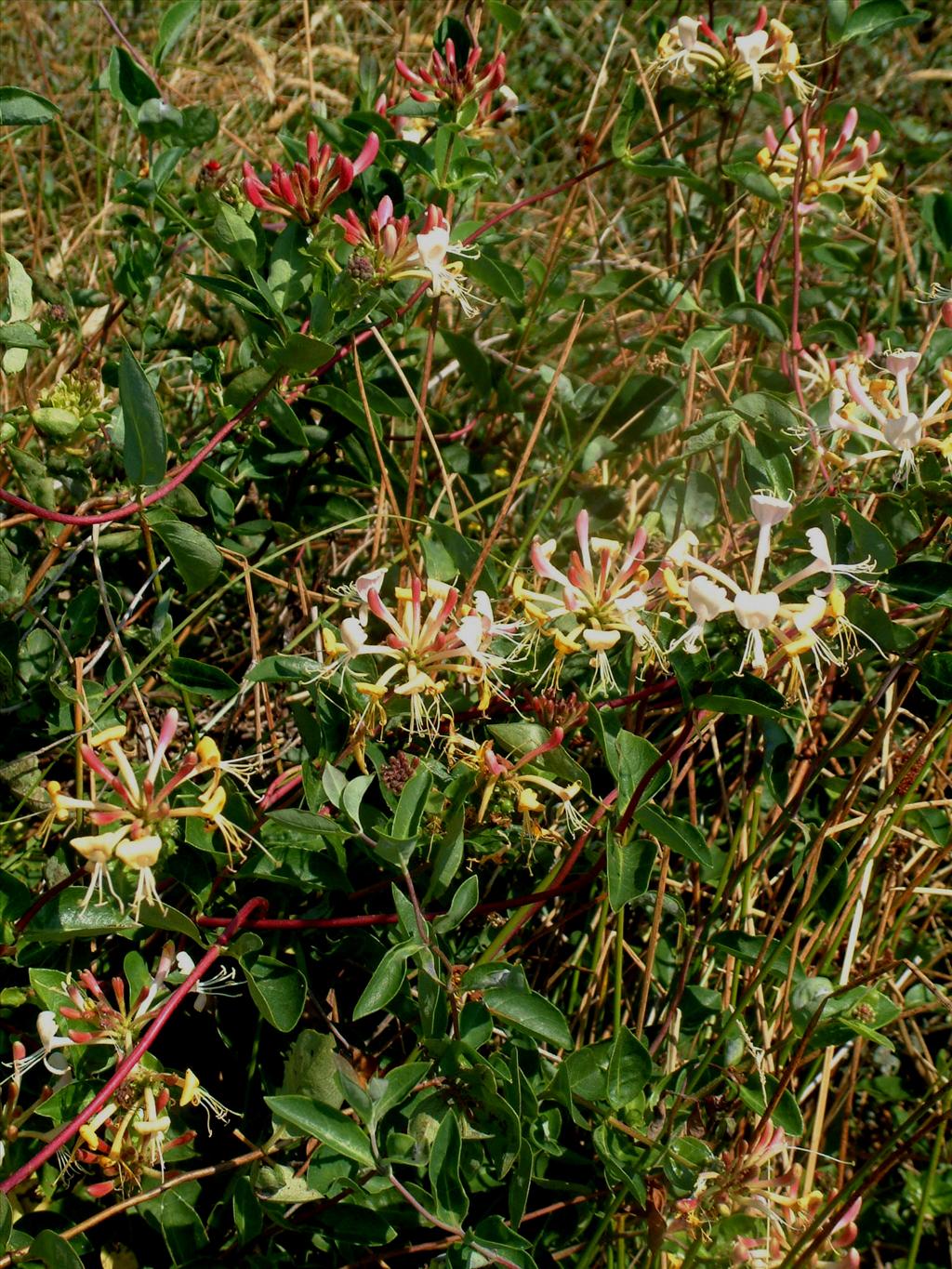 Lonicera periclymenum (door Adrie van Heerden)