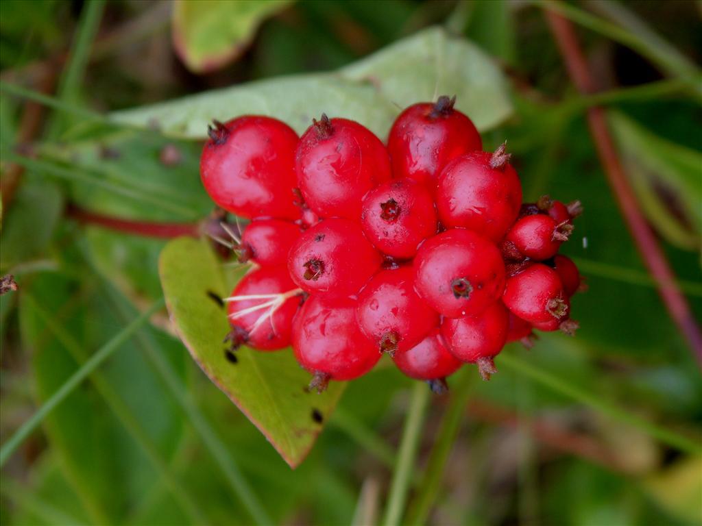 Lonicera periclymenum (door Adrie van Heerden)