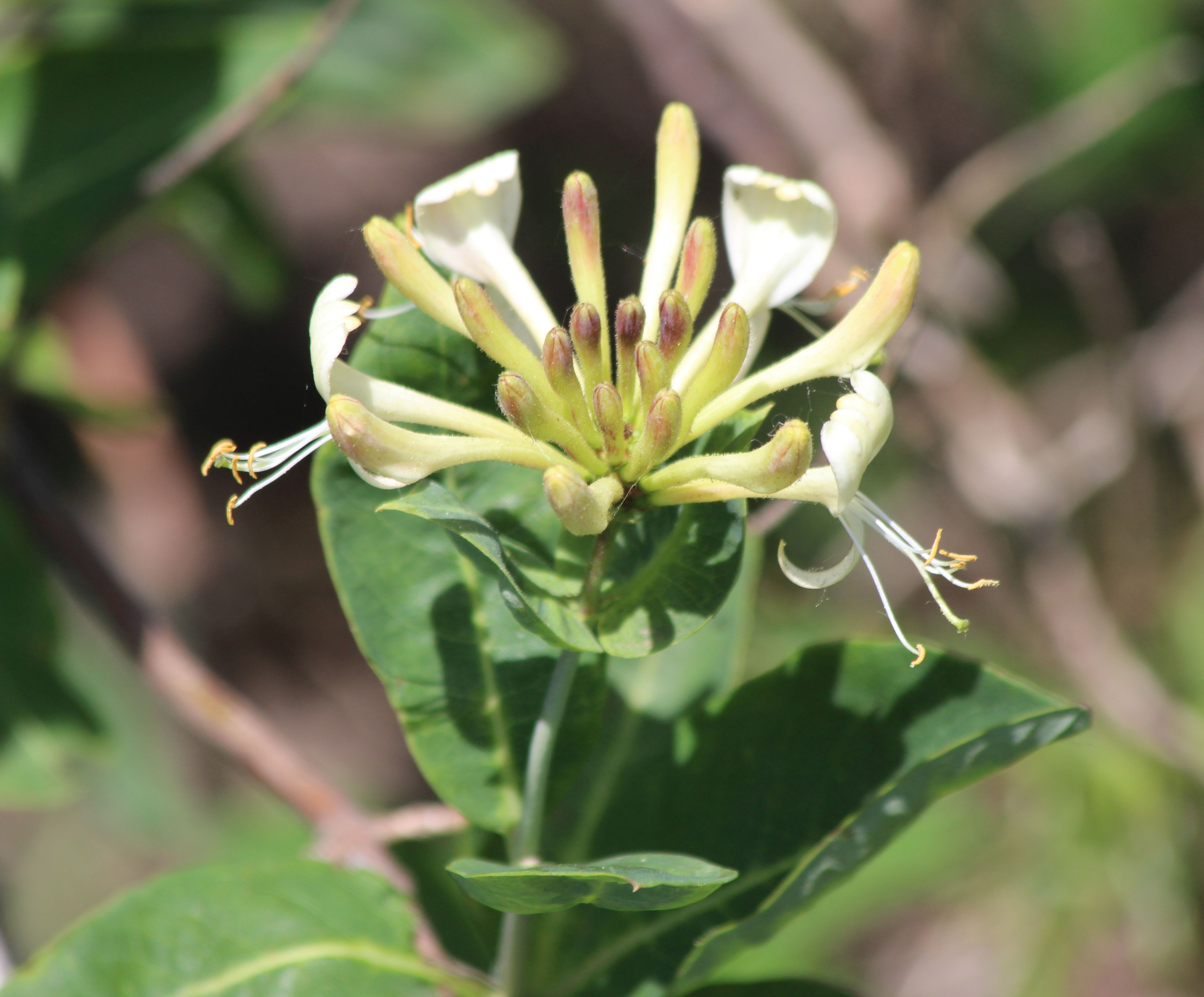 Lonicera periclymenum (door Pieter Stolwijk)