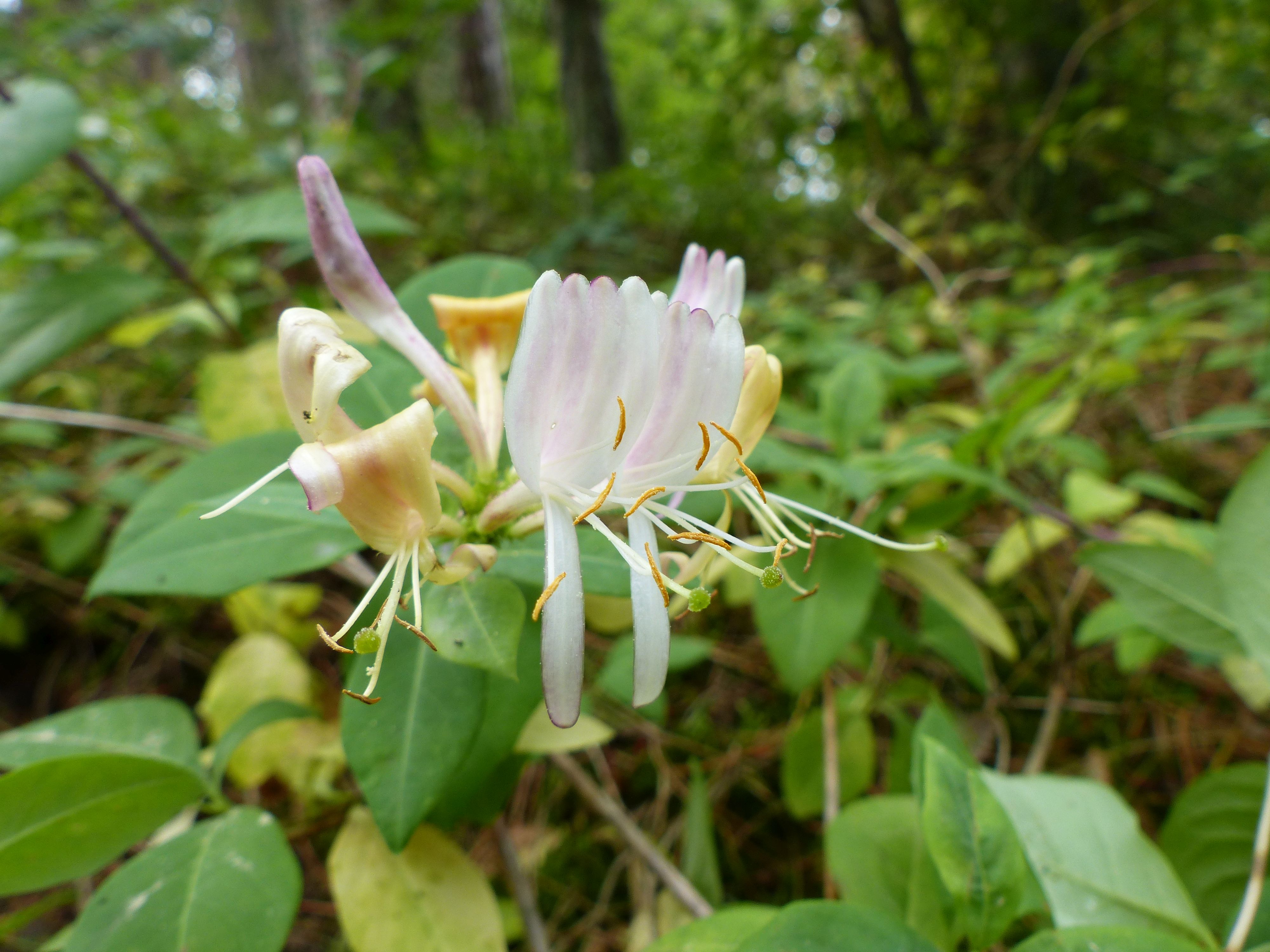 Lonicera periclymenum (door Leonie Tijsma)