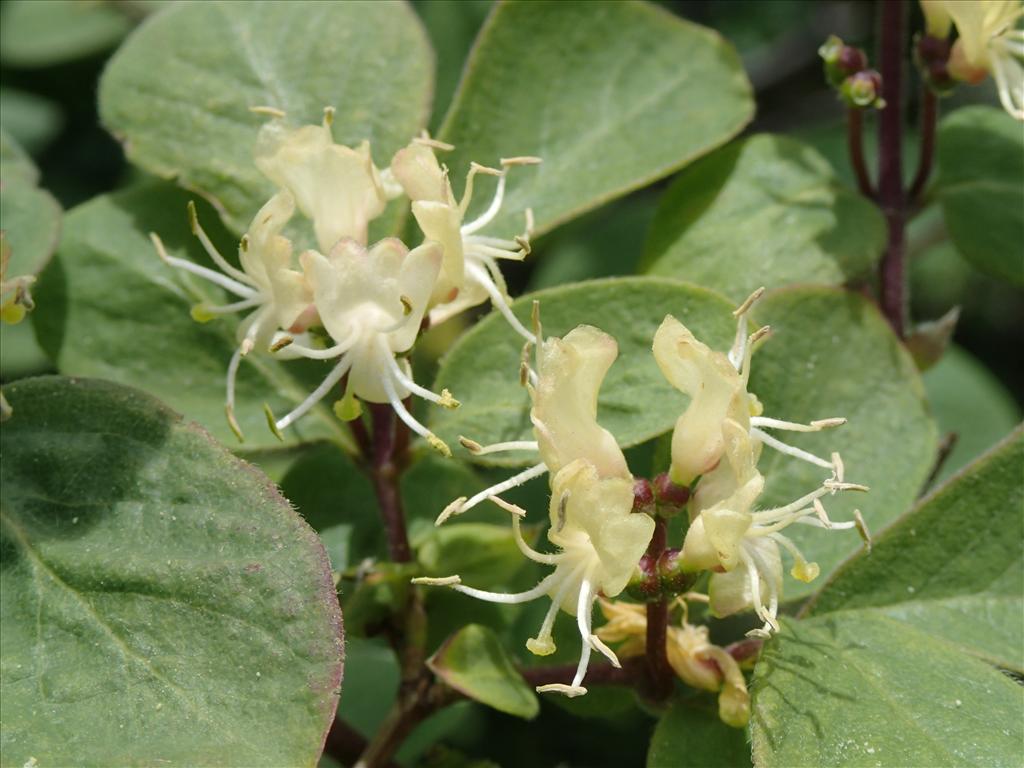 Lonicera xylosteum (door Adrie van Heerden)