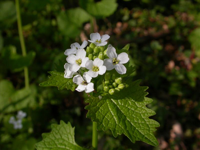 Alliaria petiolata (door Peter Meininger)