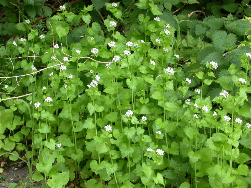 Alliaria petiolata (door Peter Meininger)