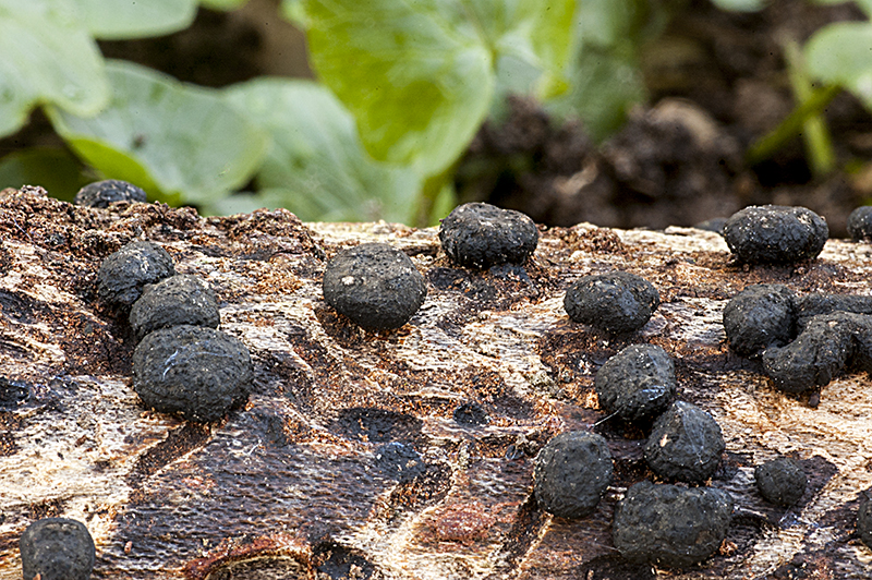 Anthostoma gastrinum (door Nico Dam)