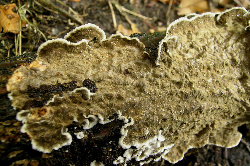 Porostereum spadiceum (door Henk Huijser)