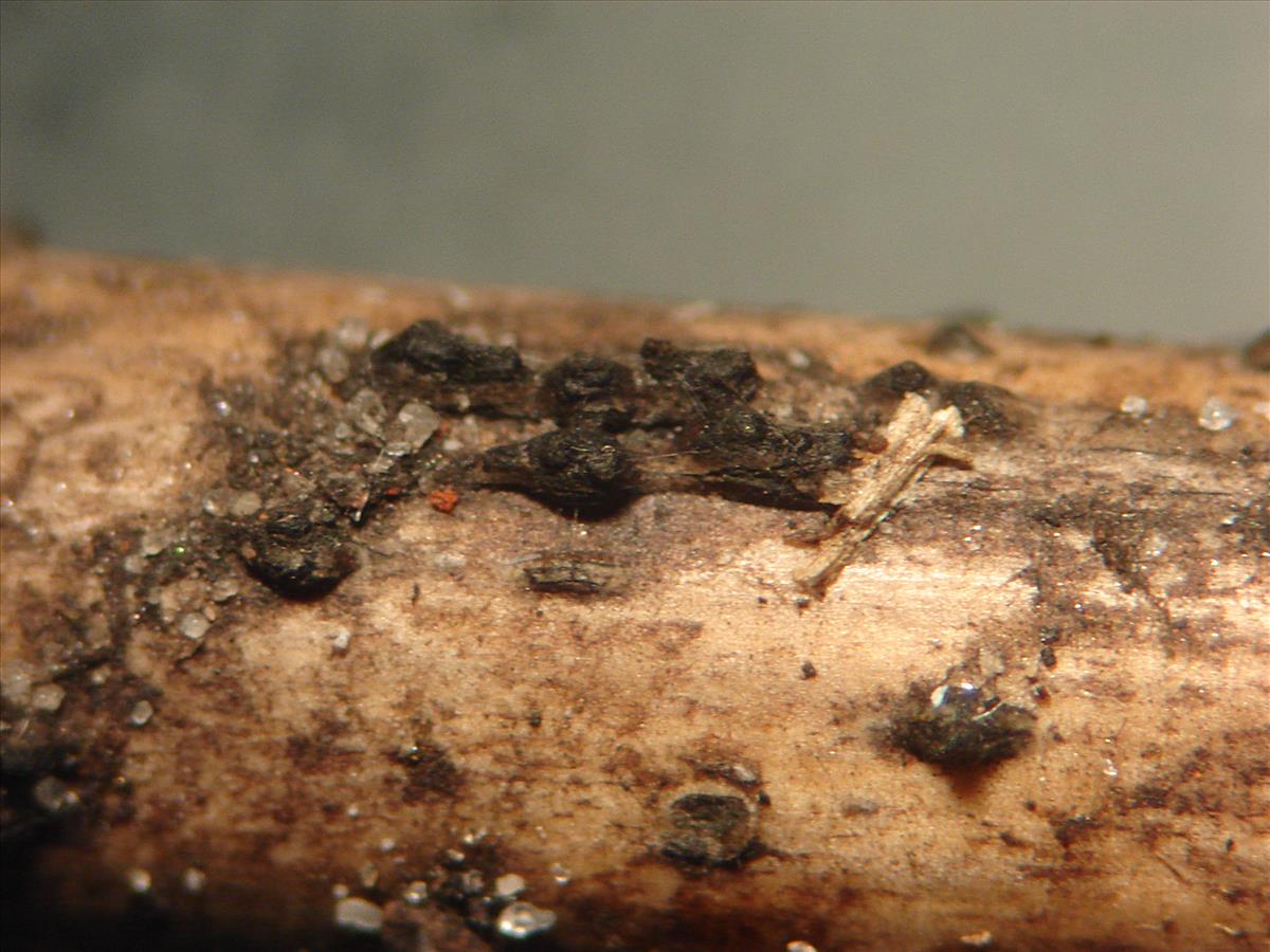 Lophiostoma arundinaceum (door Anneke van der Putte)