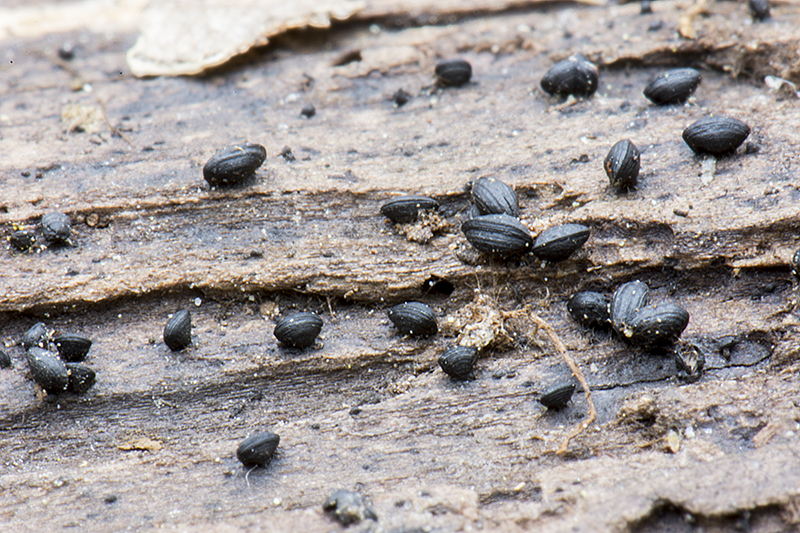 Lophium mytilinum (door Nico Dam)