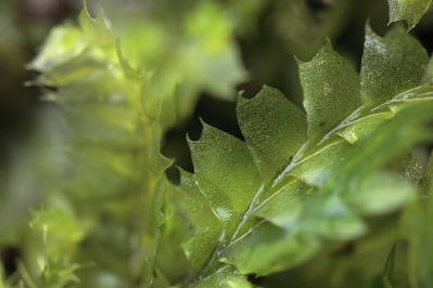 Lophocolea bidentata (door Klaas van der Veen)