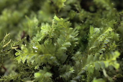 Lophocolea bidentata (door Klaas van der Veen)