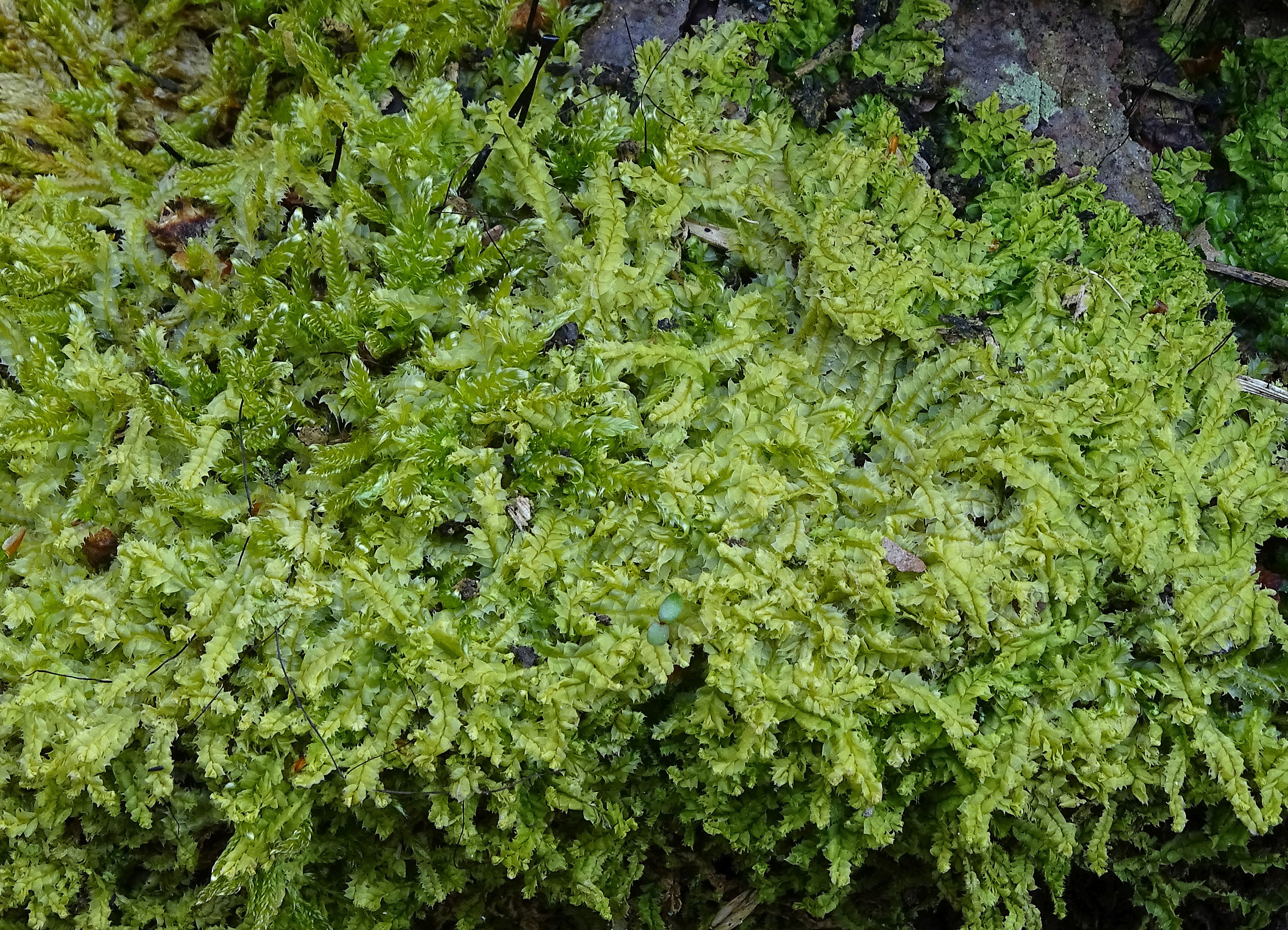 Lophocolea bidentata (door Jan Kersten)