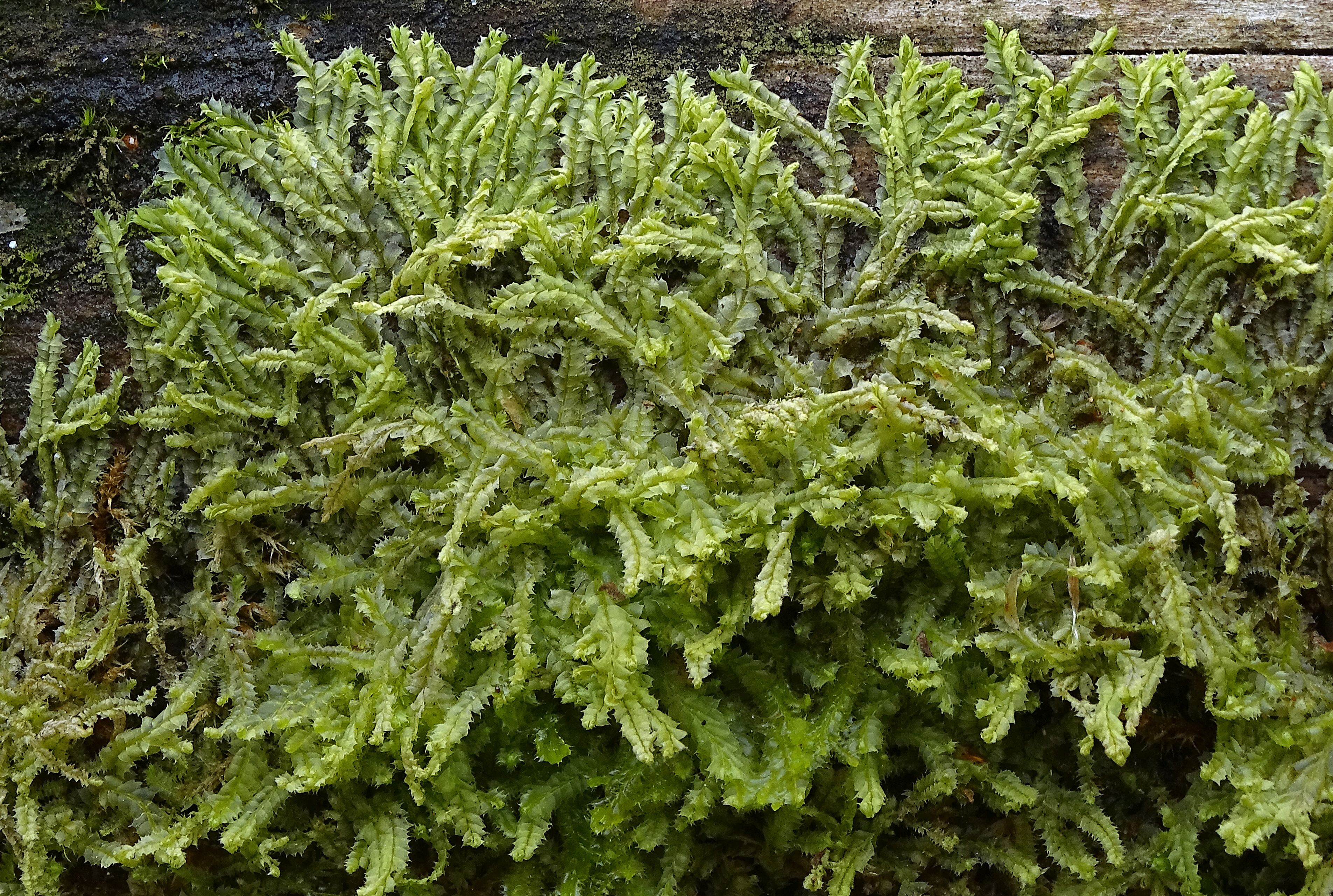 Lophocolea bidentata (door Jan Kersten)