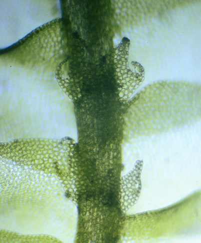 Lophocolea semiteres (door Ron Poot)