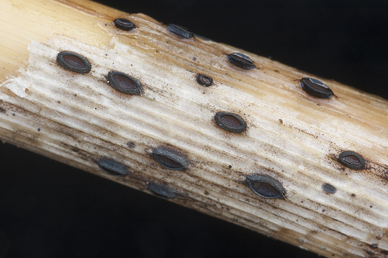 Lophodermium arundinaceum (door Nico Dam)