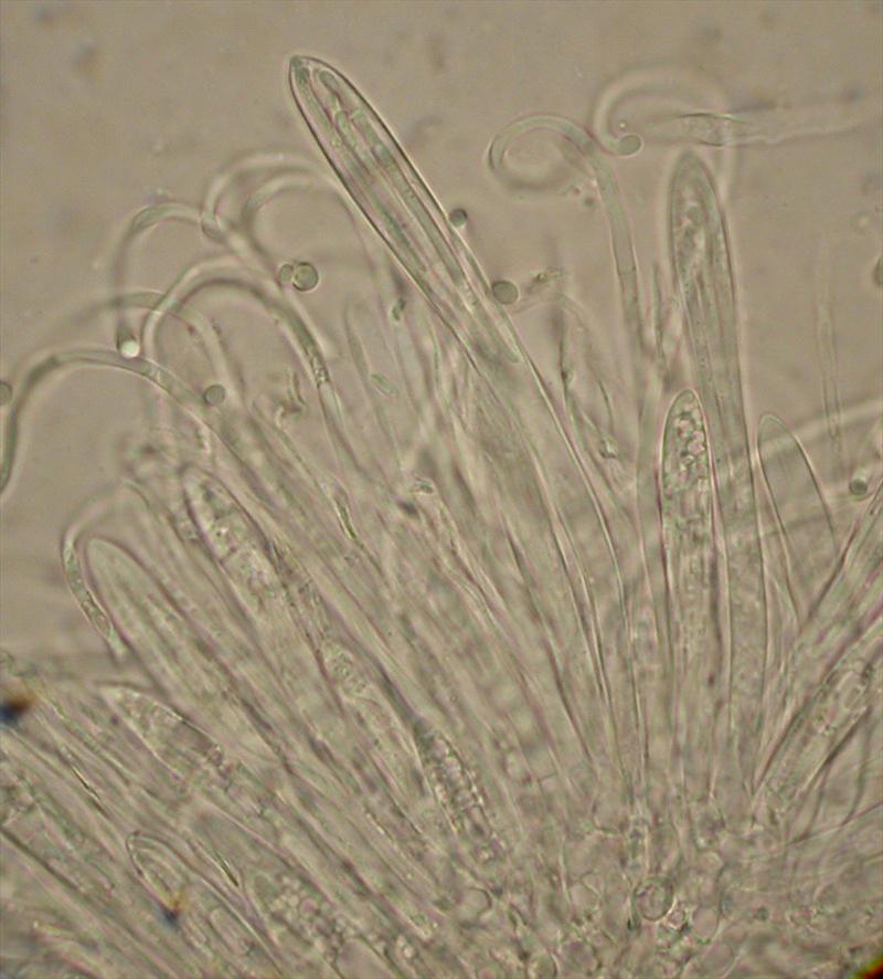 Lophodermium petiolicola (door Stip Helleman)