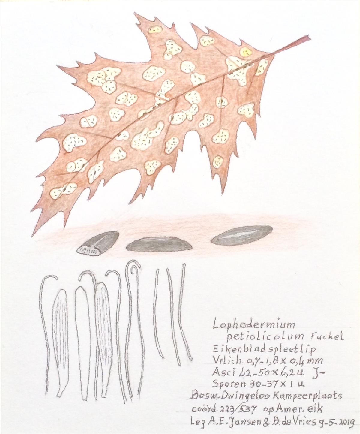 Lophodermium petiolicola (door Bernhard de Vries)