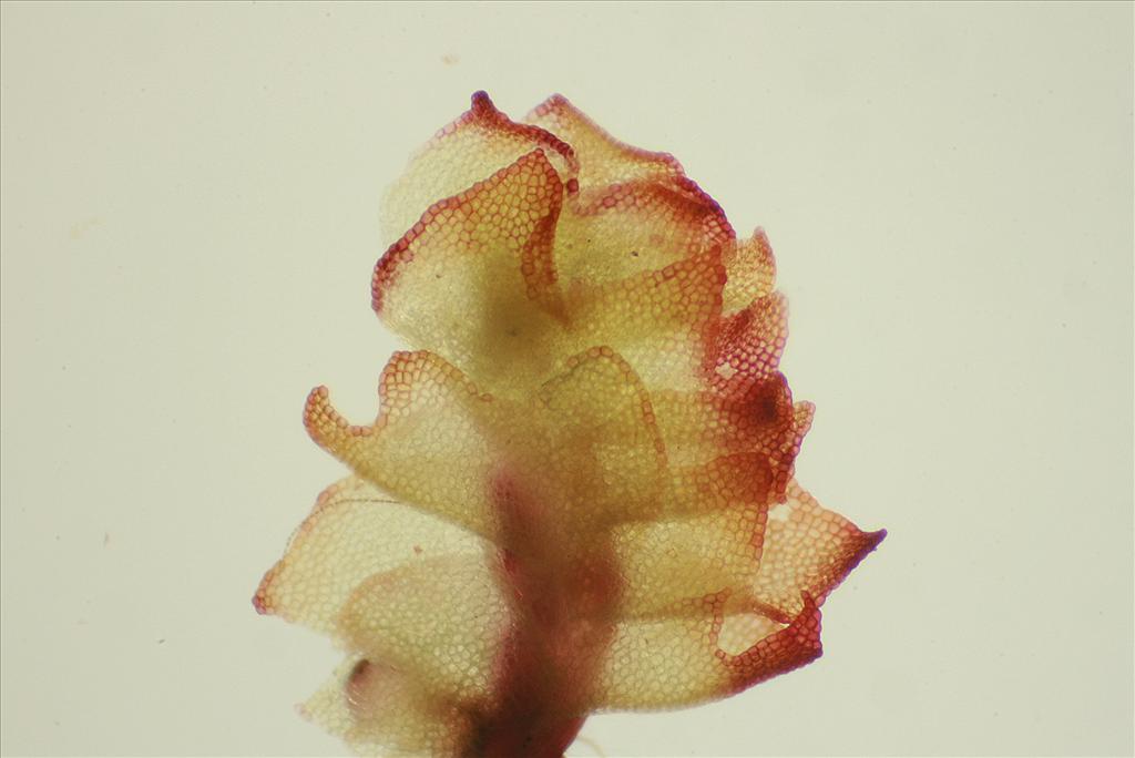 Lophozia capitata (door Jan Kersten)