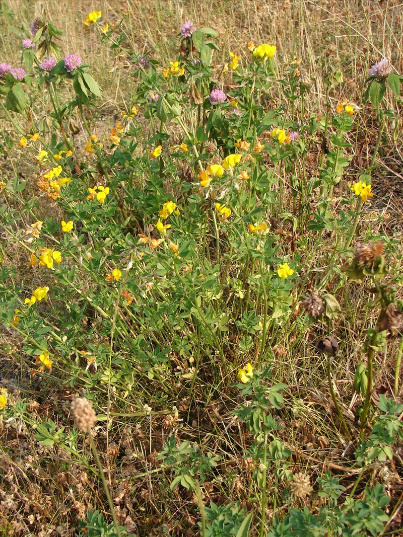 Lotus corniculatus var. sativus (door Adrie van Heerden)