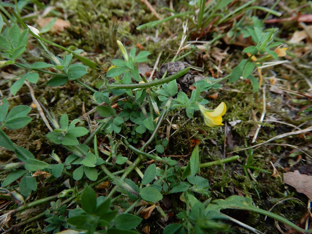 Lotus angustissimus (door Saxifraga-Ed Stikvoort)