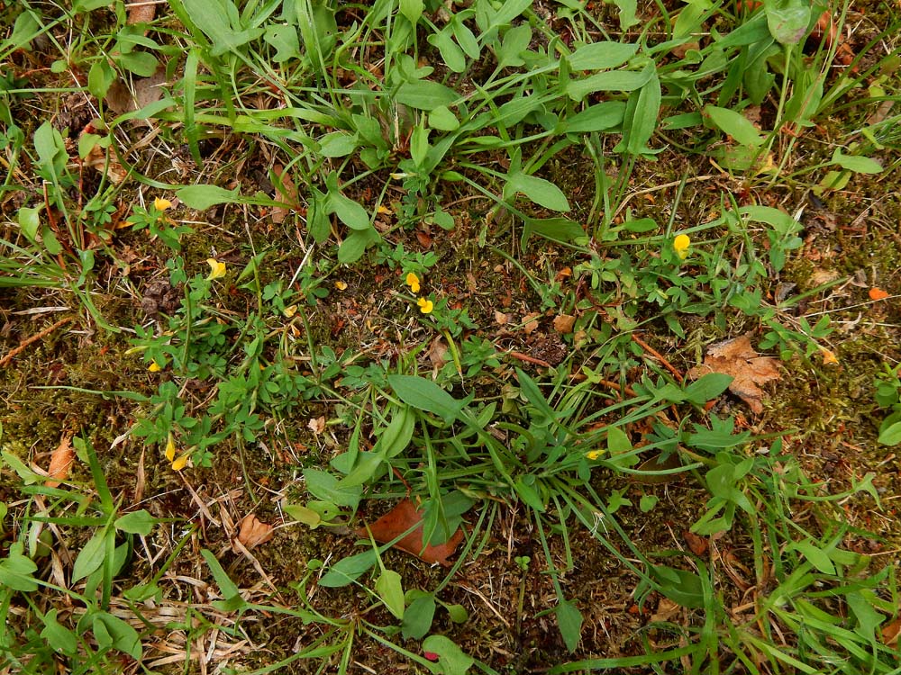 Lotus angustissimus (door Saxifraga-Ed Stikvoort)