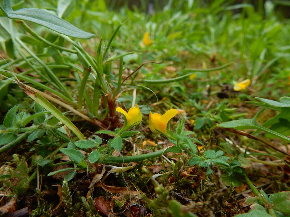 Lotus angustissimus (door Saxifraga-Ed Stikvoort)