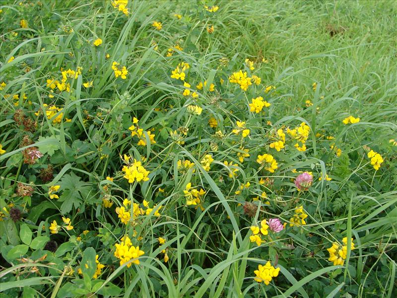 Lotus corniculatus var. corniculatus (door Adrie van Heerden)