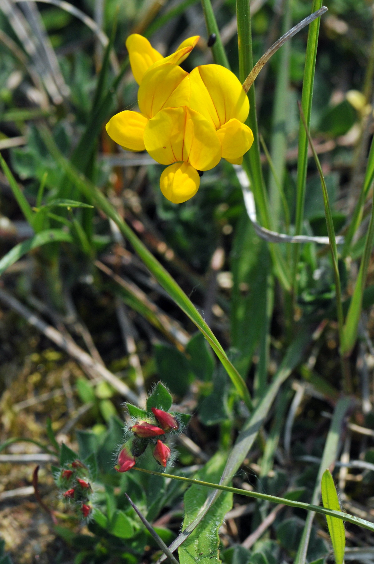 Lotus corniculatus var. corniculatus (door Hans Toetenel)