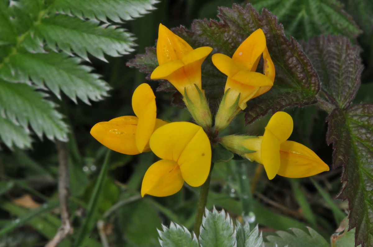 Lotus corniculatus var. corniculatus (door Hans Toetenel)