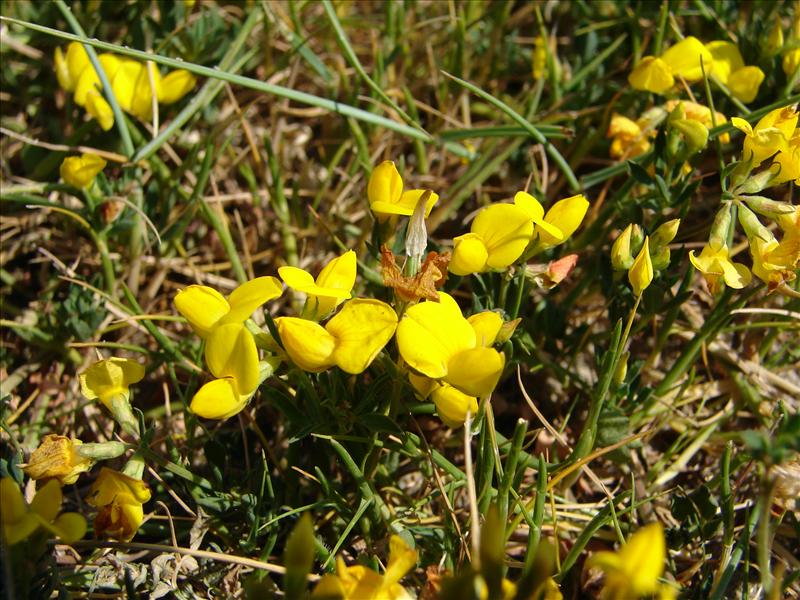 Lotus glaber (door Adrie van Heerden)