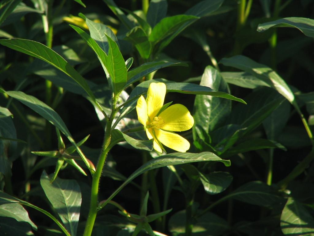 Ludwigia grandiflora (door Pieter Stolwijk)