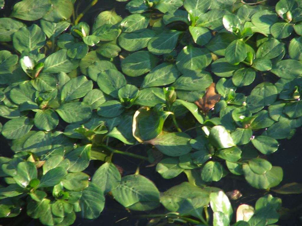 Ludwigia grandiflora (door Pieter Stolwijk)