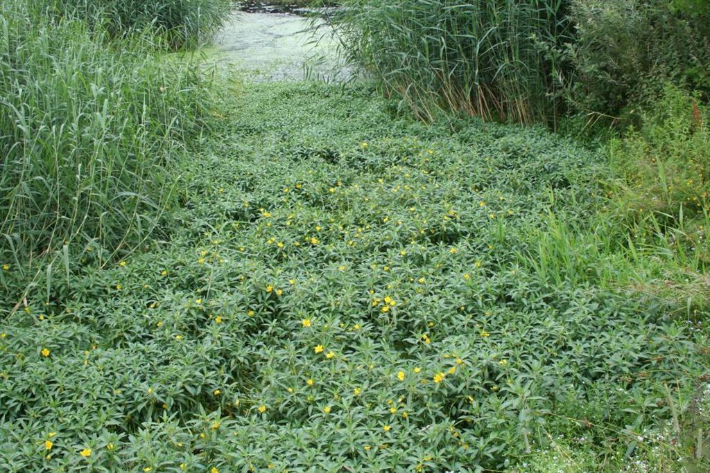 Ludwigia grandiflora (door Pieter Stolwijk)