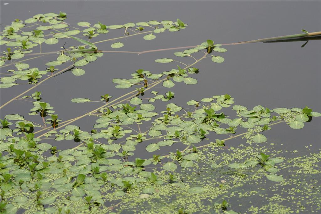 Ludwigia grandiflora (door Pieter Stolwijk)