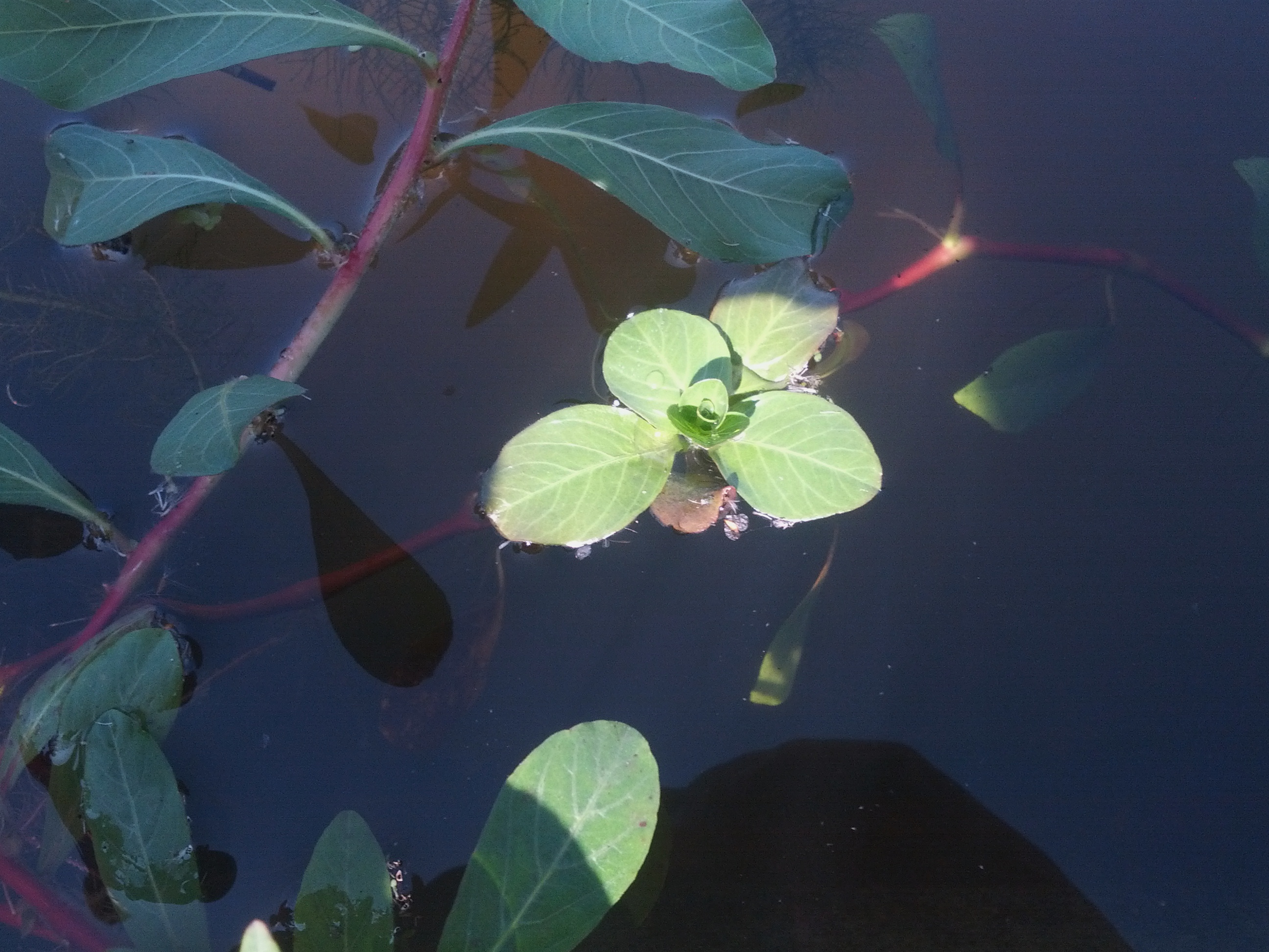 Ludwigia grandiflora (door Ruud Beringen)