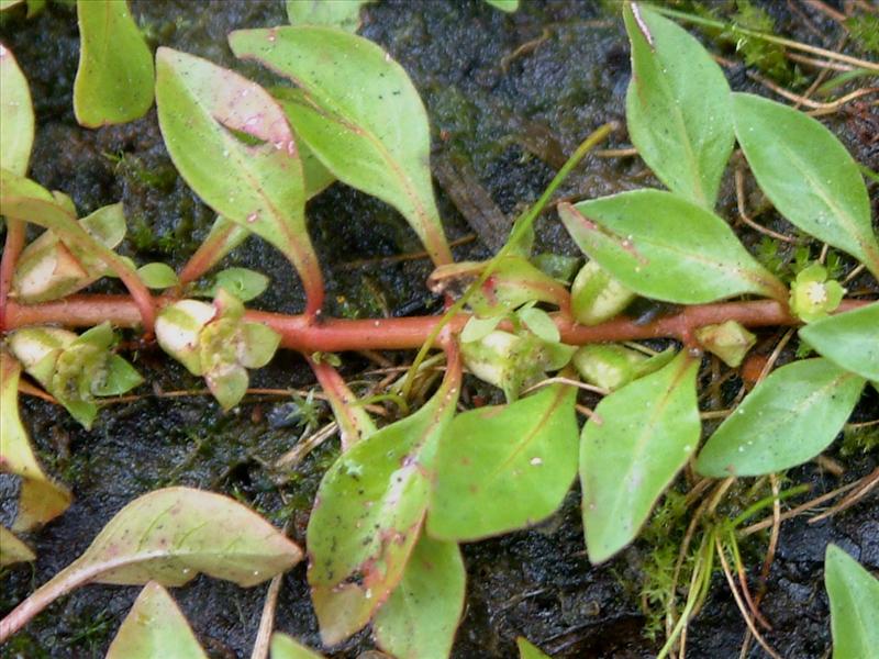 Ludwigia palustris (door Adrie van Heerden)