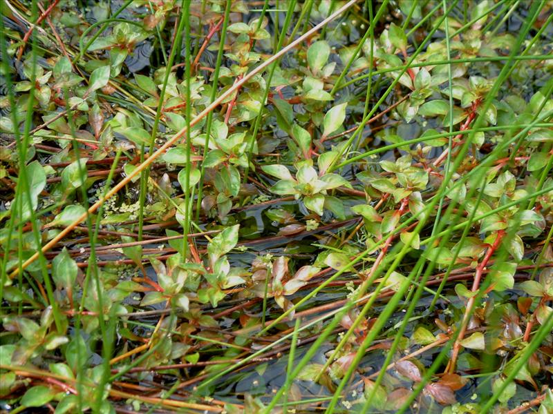 Ludwigia palustris (door Adrie van Heerden)