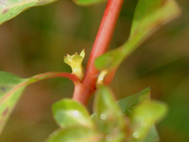 Ludwigia palustris (door Adrie van Heerden)