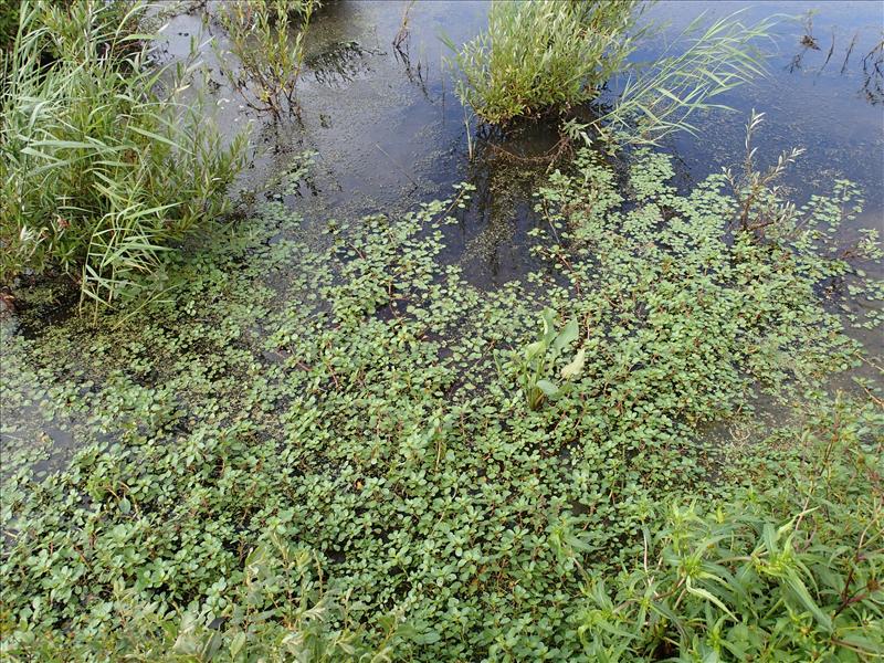 Ludwigia peploides subsp. montevidensis (door Adrie van Heerden)