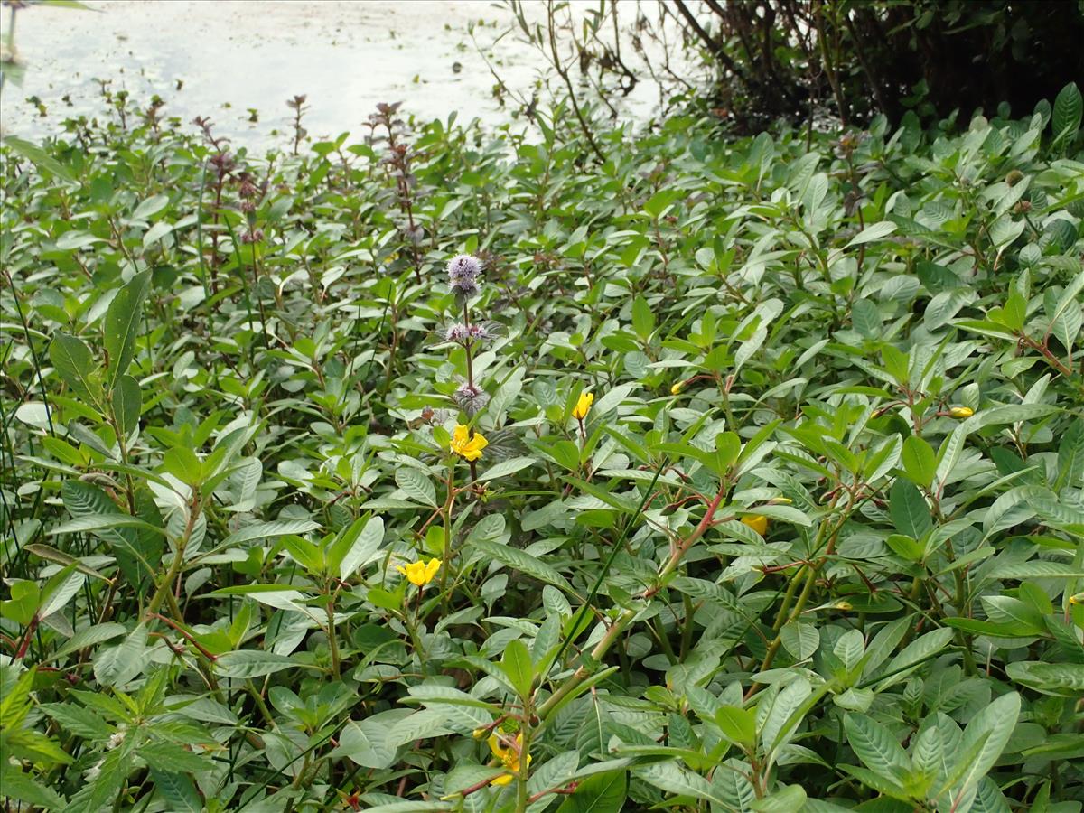 Ludwigia peploides subsp. montevidensis (door Adrie van Heerden)